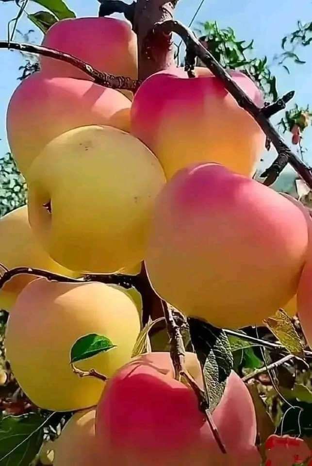 1837794641717060