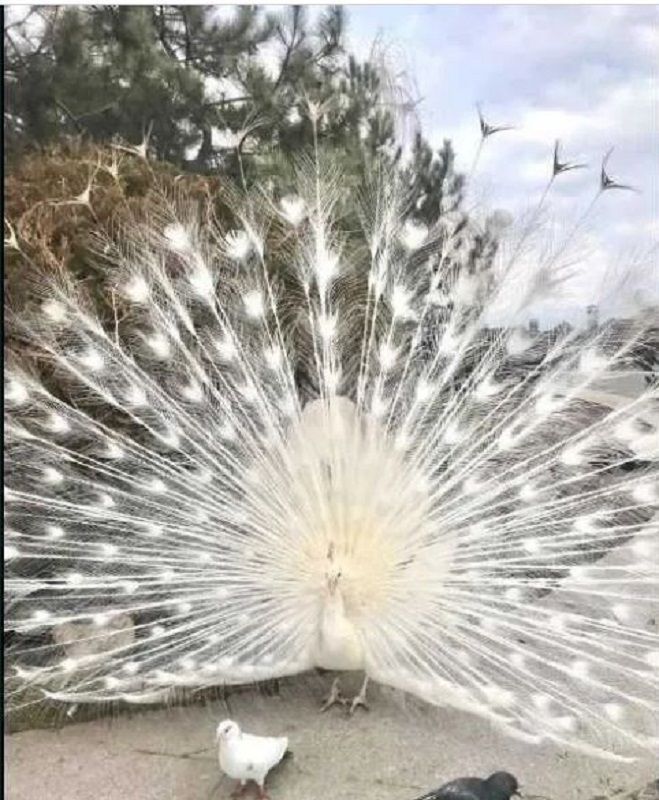 1832563030864618