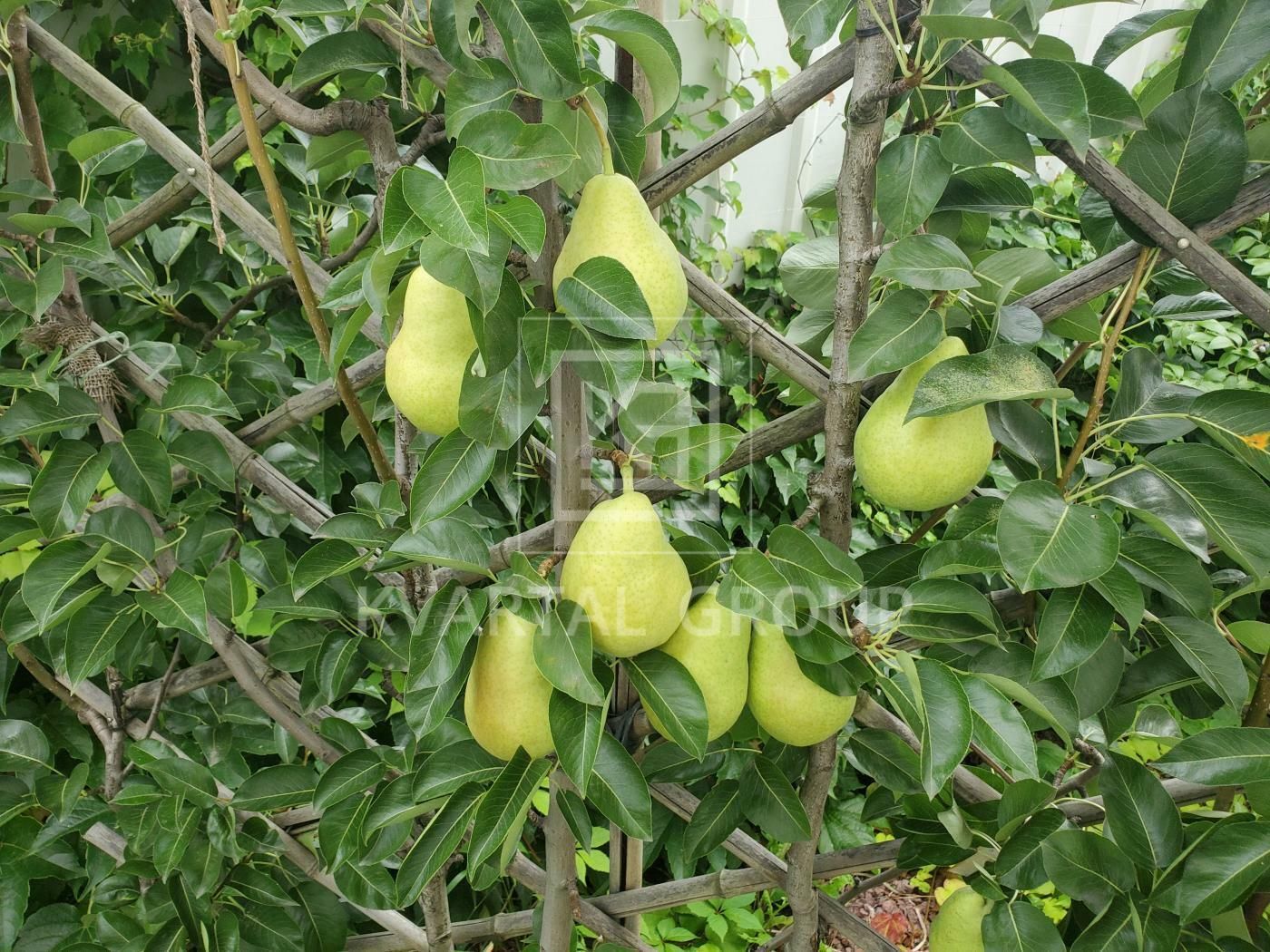 1835998477996722