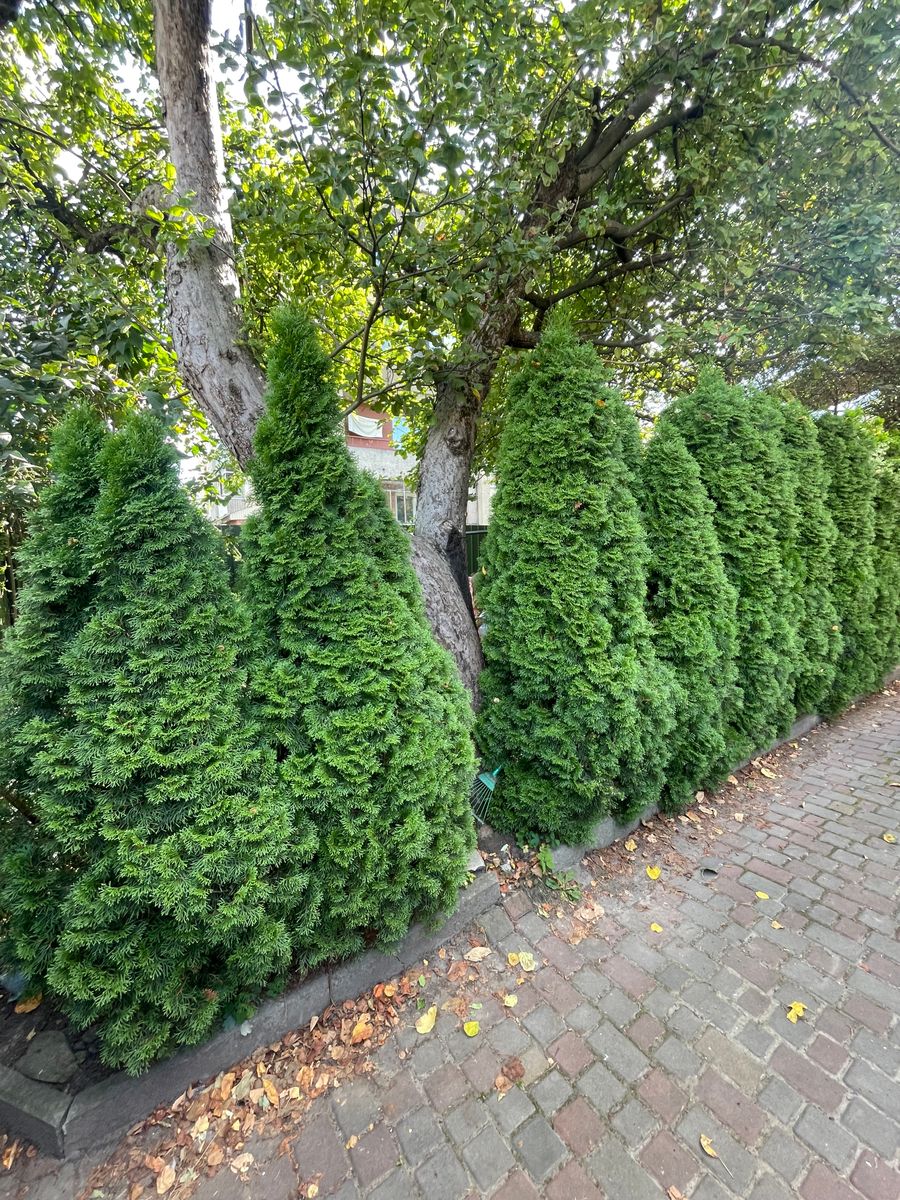 1841063418596890